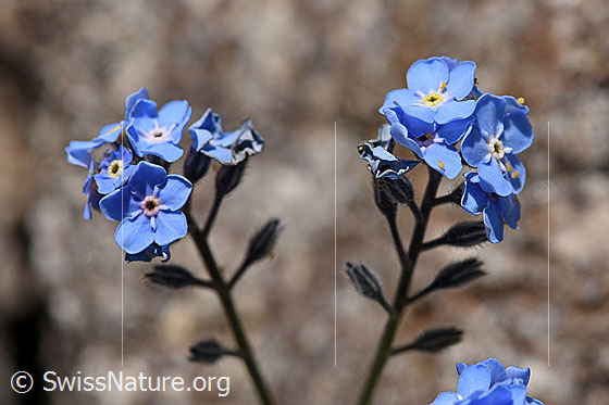 Photo: Myosotis alpestris. Blossoms and calyxes.