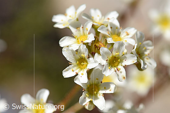 Foto: Trauben-Steinbrech (Saxifraga paniculata). Blütenstand.