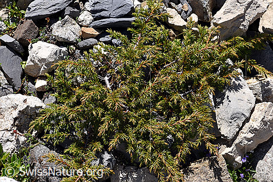 Alpen-Wacholder (Juniperus communis var. saxatilis)