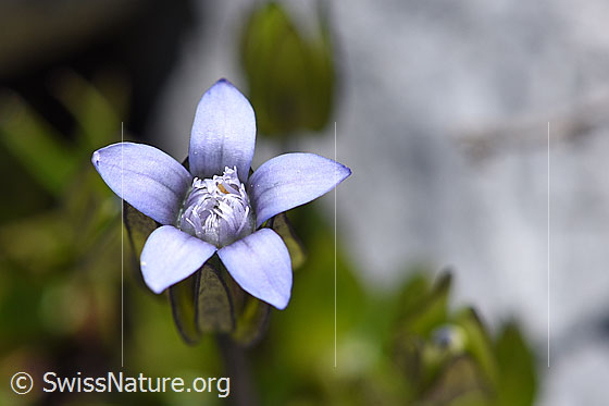 Gentiana tenella