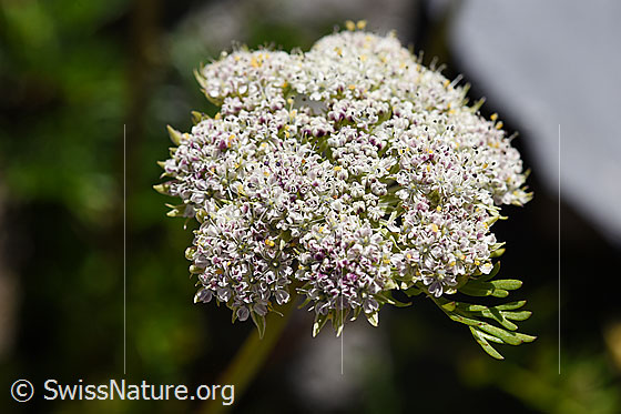 Foto: Zwerg-Mutterwurz (Ligusticum mutellinoides). Dolde mit Blüten.