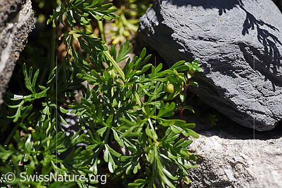 Foto: Zwerg-Mutterwurz (Ligusticum mutellinoides). Blätter.