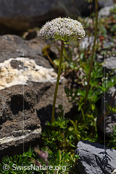 Foto: Zwerg-Mutterwurz (Ligusticum mutellinoides). Ganze Pflanze (Habitus).