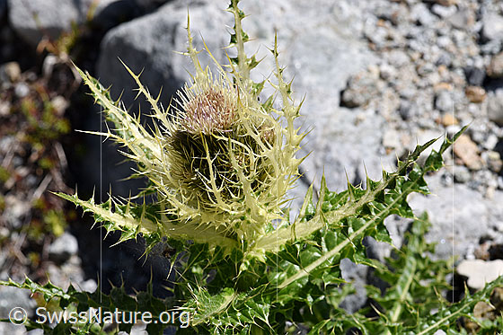 Foto: Alpen-Kratzdistel (Cirsium spinosissimum). Blütenstand.