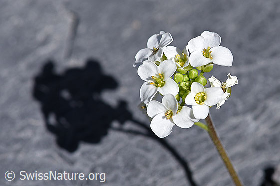 Foto: Alpen-Gämskresse (Pritzelago alpina). Blüten.