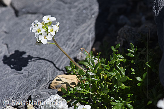 Foto: Alpen-Gämskresse (Pritzelago alpina). Ganze Pflanze.