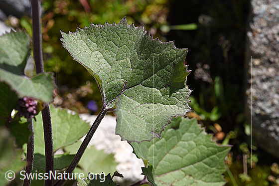 Foto: Filziger Alpendost (Adenostyles leucophylla). Blätter.