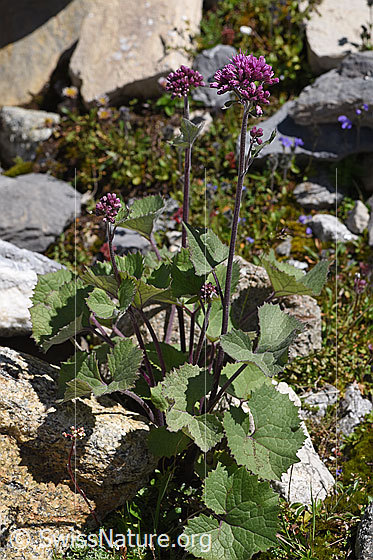 Foto: Filziger Alpendost (Adenostyles leucophylla). Ganze Pflanze (Habitus).