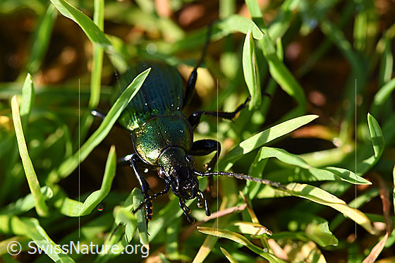 Foto: Feingestreifter Laufkäfer (Carabus monilis). Körperlänge 17-32mm.