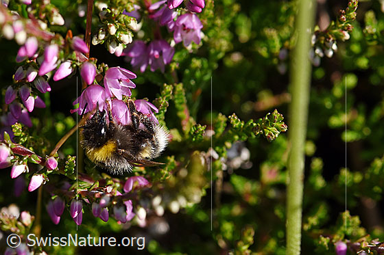 Foto: Wahrscheinlich Hellgelbe Erdhummel (Bombus lucorum) an Besenheide (Calluna vulgaris). Länge 9 - 16mm. Ansicht von der Seite.