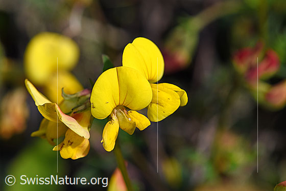 Photo: Lotus corniculatus. Blossoms.