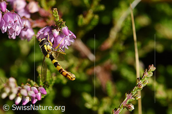 Foto: Gewöhnliche Langbauchschwebfliege (Sphaerophoria scripta) an Blüte der Besenheide (Calluna vulgaris). Männchen.
Wird auch Gemeine Langbauchschwebfliege oder Gemeine Stiftschwebfliege genannt. Ansicht von der Seite. Körperlänge: 9-12mm.