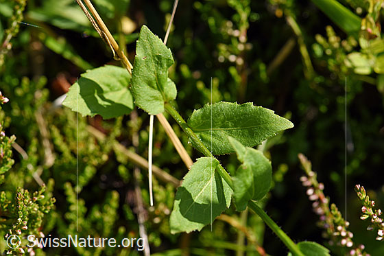 Photo: Probably Campanula rhomboidalis. Stem and leaves.