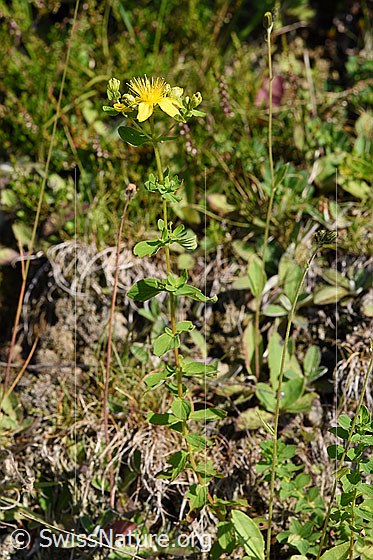 Photo: Hypericum maculatum. Whole plant (habiti)