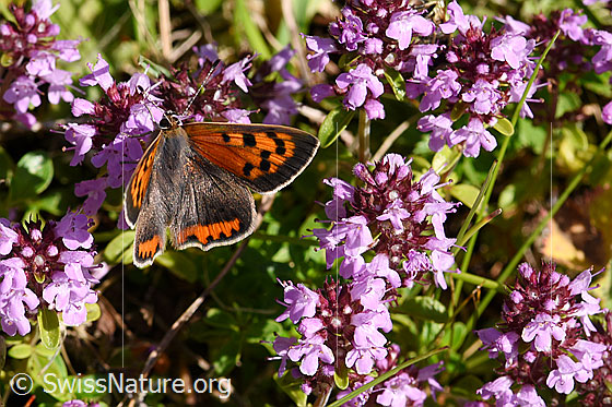 Foto: Kleiner Feuerfalter (Lycaena phlaeas) auf Arznei-Thymian (Thymus pulegioides). Männchen. Flügel geöffnet, Ansicht von seitlich oben.