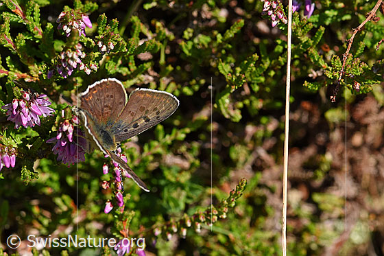 Foto: Wahrscheinlich Brauner Feuerfalter (Lycaena tityrus) auf Besenheide (Lycaena tityrus). Männchen. Flügel geöffnet. Ansicht von schräg oben.