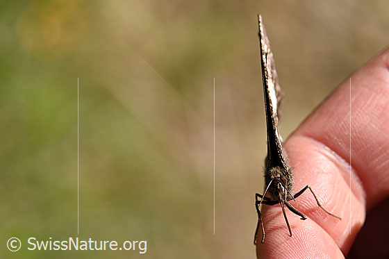 Photo: Brintesia circe sitting on finger. Wings closed. View from the front.