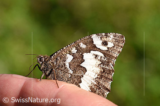 Foto: Weisser Waldportier (Brintesia circe) auf Finger. Flügel geschlossen. Ansicht von der Seite.
