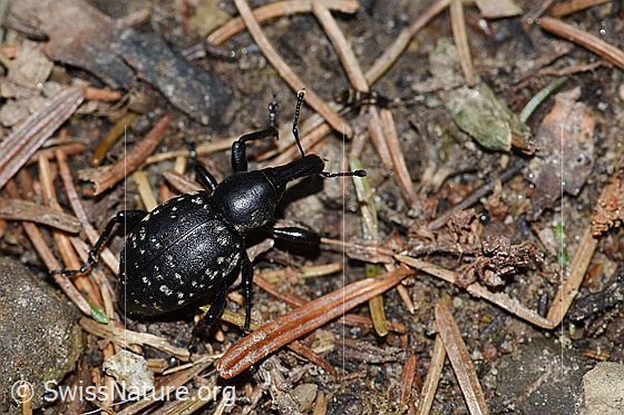 Foto: Kleiner Pestwurzrüssler (Liparus germanus), Länge 12-16mm. Dieser Rüsselkäfer wird auch Deutscher Trägrüssler genannt.
Umgebung: Wanderweg, ca. 1200m ü.M.
Lat.: Liparus germanus
Familie: Curculionidae (Rüsselkäfer)
Gattung: Liparus