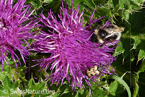 Photo: Cirsium acaule. Blossom.