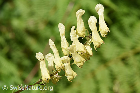 Foto: Wahrscheinlich Hahnenfussblättriger Eisenhut (Aconitum lycoctonum ssp. neapolitanum). Blüten.
Umgebung: Schattiger, feuchter Wald. Höhe: ca. 1200m ü.M.
Lat.: Aconitum lycoctonum ssp. neapolitanum, Aconitum lamarckii
Familie: Ranunculaceae (Hahnenfussgewächse)
Gattung: Aconitum (Eisenhut)