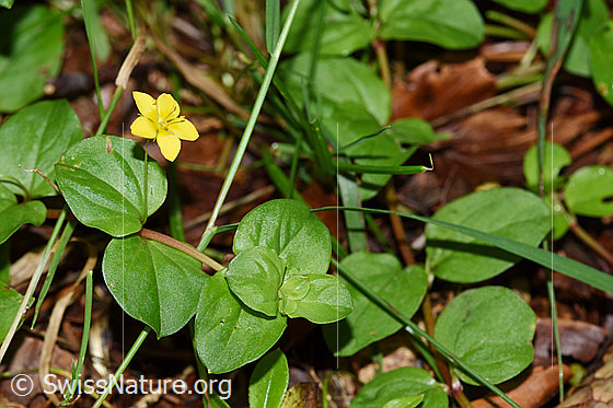 Foto: Wahrscheinlich Hain-Gilbweiderich (Lysimachia nemorum). Ganze Pflanze.