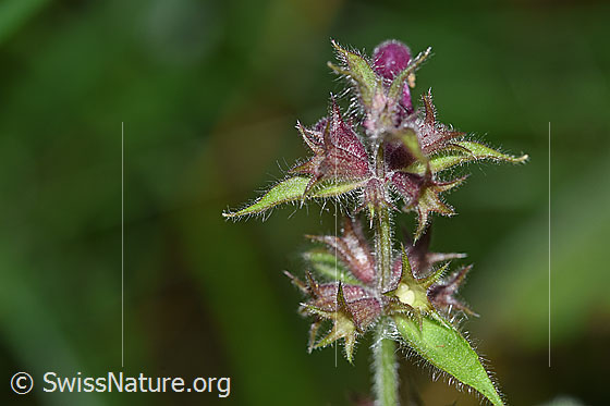 Foto: Wald-Ziest (Stachys sylvatica). Blüten, fast verblüht.