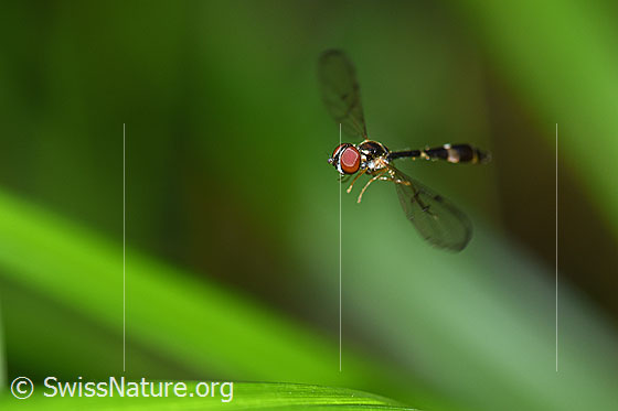 Gemeine Schattenschwebfliege  (Baccha elongata) im Flug