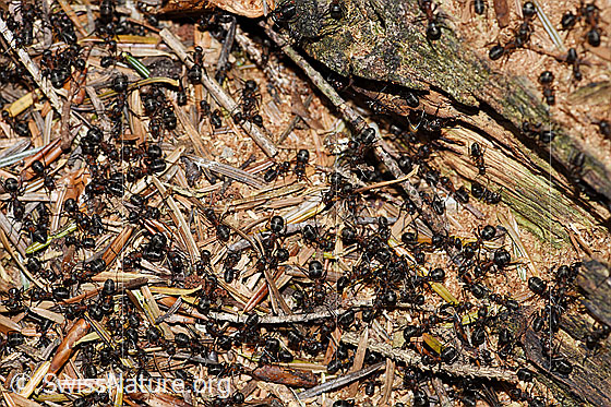 Photo: Formica rufa. Length 4 - 9mm. View from above.