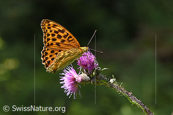 Photo: Argynnis paphia on Cirsium palustre. Wings half open. View from the side.