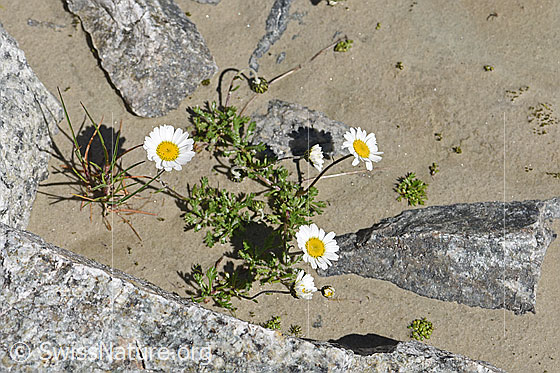 Foto: Gewöhnliche Alpenmargerite (Leucanthemopsis alpina). Ganze Pflanze.