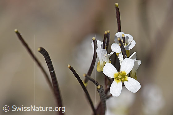 Photo: Arabis alpina. Blossoms and fruits.