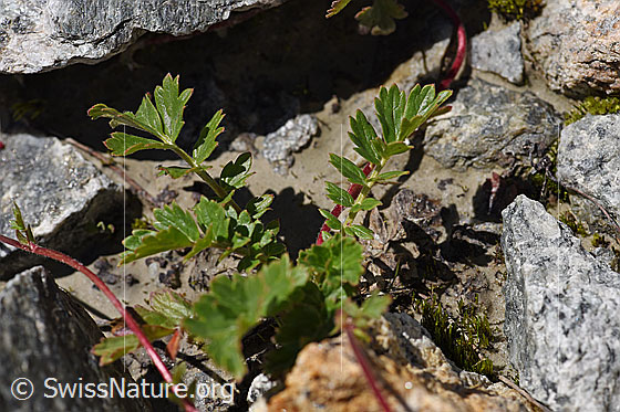 Foto: Kriechende Berg-Nelkenwurz (Geum reptans). Blätter.