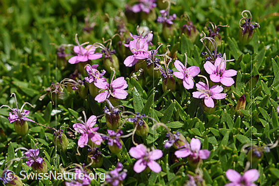 Photo: Silene acaulis. Blossoms.