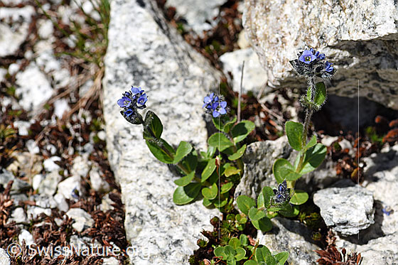 Photo: Veronica alpina. Whole plant.