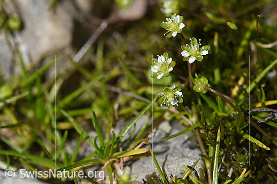 Foto: Wahrscheinlich Alpen-Mastkraut (Sagina saginoides). Ganze Pflanze (Habitus).