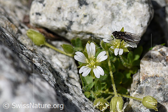 Photo: Probably Zaphne ambigua on blossom.