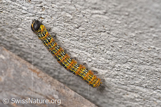 Foto: Mondvogel (Phalera bucephala). Raupe. Ansicht von der Seite.