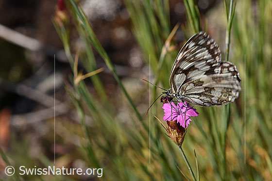 Photo: Melanargia galathea on Dianthus carthusianorum
