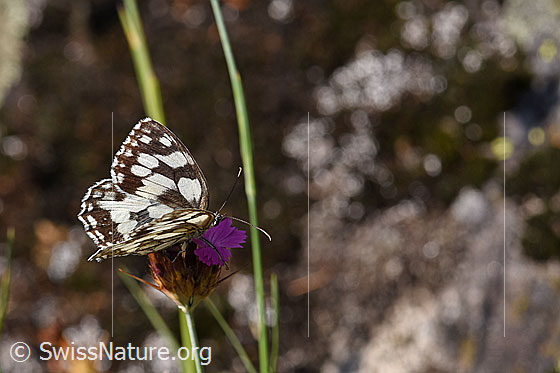 Photo: Melanargia galathea on Dianthus carthusianorum).