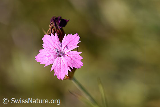 Foto: Gewöhnliche Kartäuser-Nelke (Dianthus carthusianorum). Blüte von oben.