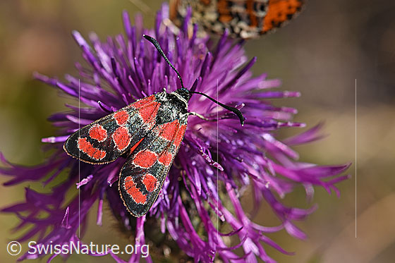 Foto: Esparsetten-Widderchen (Zygaena carniolica) an Skabiosen-Flockenblume (Centaurea scabiosa). Wird auch Krainisches Widderchen oder Krainer Widderchen genannt.