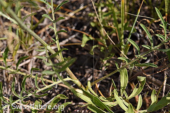 Photo: Centaurea scabiosa. Stem and stem-leaves.