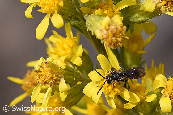 Gelbfleckige Wespenbiene (Nomada flavoguttata) an Echte Goldrute (Solidago virgaurea ssp. virgaurea)
