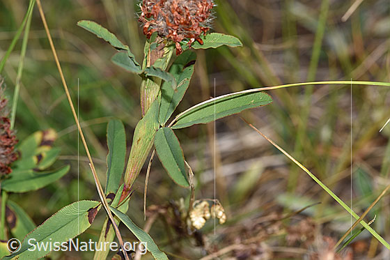 Foto: Purpur-Klee (Trifolium rubens). Blätter und Stängel.