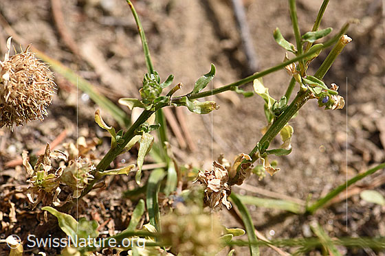Foto: Berg-Jasione (Jasione montana). Stängel und Stängelblätter.