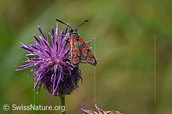 Foto: Esparsetten-Widderchen (Zygaena carniolica) auf Skabiosen-Flockenblume (Centaurea scabiosa). Ansicht von schräg oben.