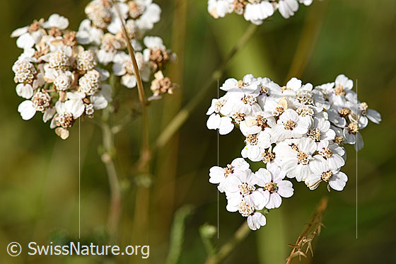 Foto: Gemeine Schafgarbe (Achillea millefolium). Blüten.