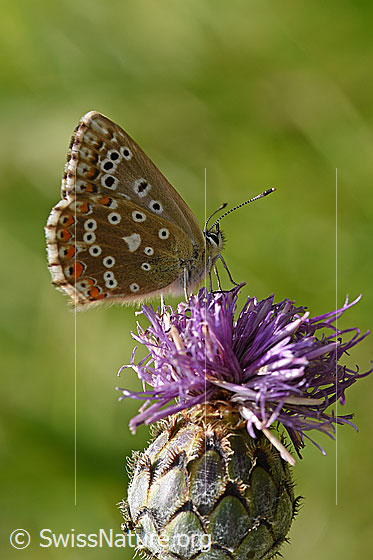 Foto: Wahrscheinlich Himmelblauer Bläuling (Polyommatus bellargus) an Skabiosen-Flockenblume (Centaurea scabiosa). Weibchen, Flügel geschlossen, Ansicht von der Seite.