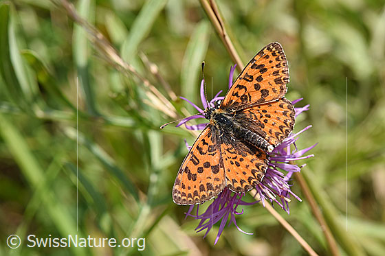 Roter Scheckenfalter (Melitaea didyma) auf Skabiosen-Flockenblume (Centaurea scabiosa)
